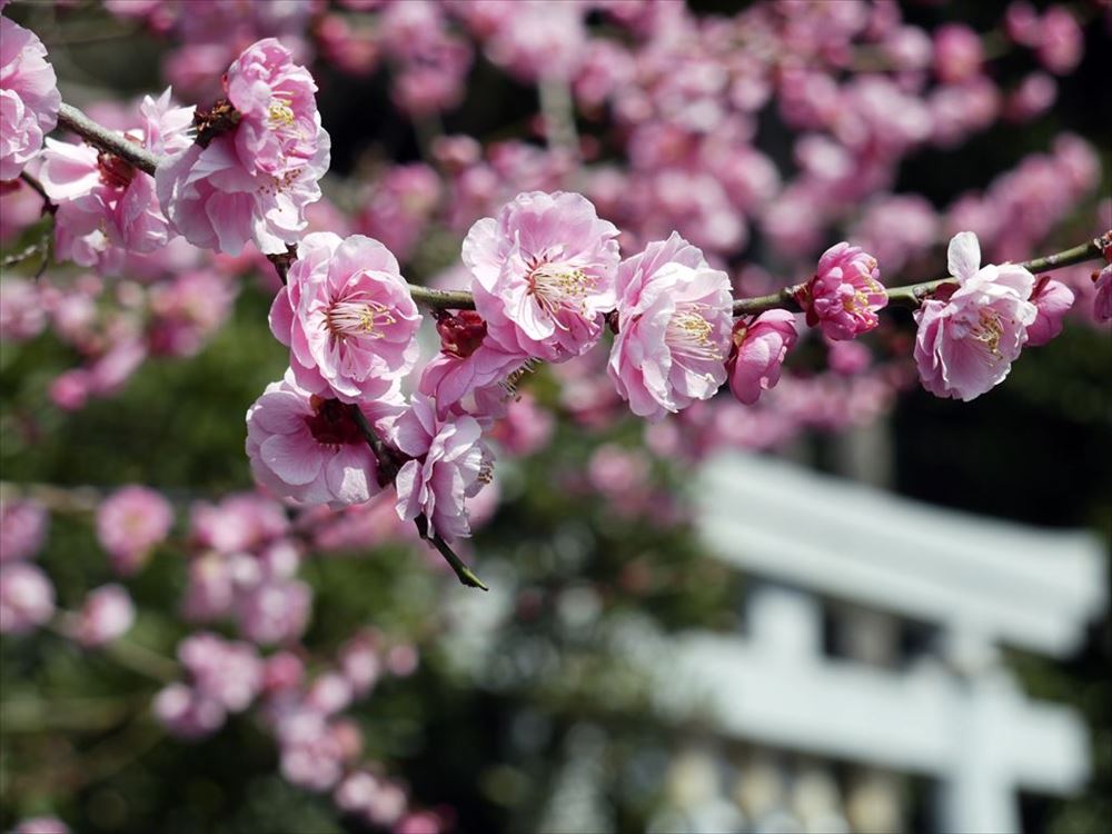 贈る結婚祝い 梅の木と、お花がいっぱい 梅花石？ - www.annuaire