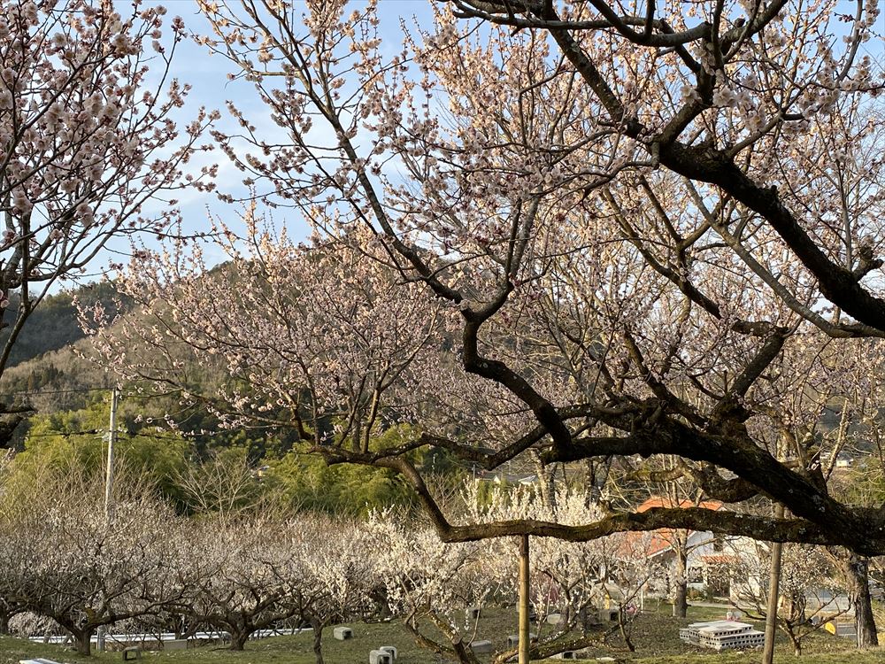 梅の木と、お花がいっぱい 梅花石？-
