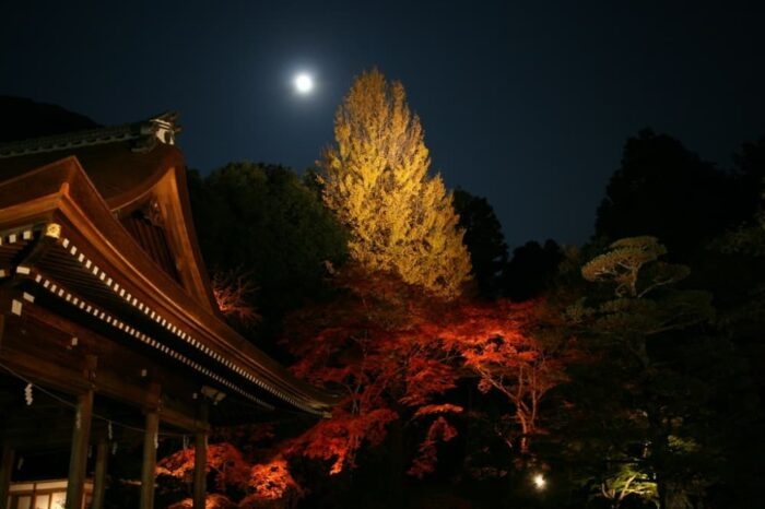 亀岡市・出雲大神宮・紅葉ライトアップ