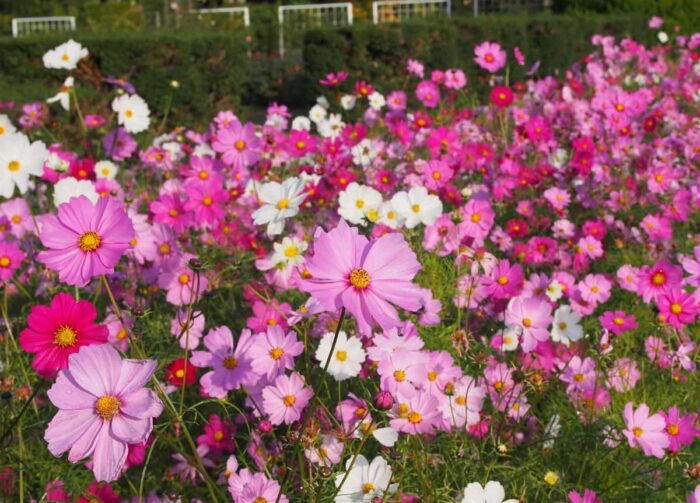 コスモス　京都府立植物園