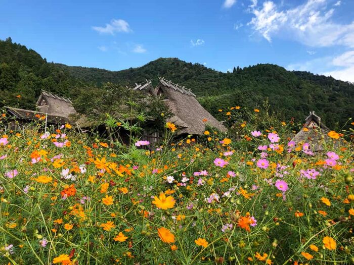 美山　かやぶきの里　コスモス