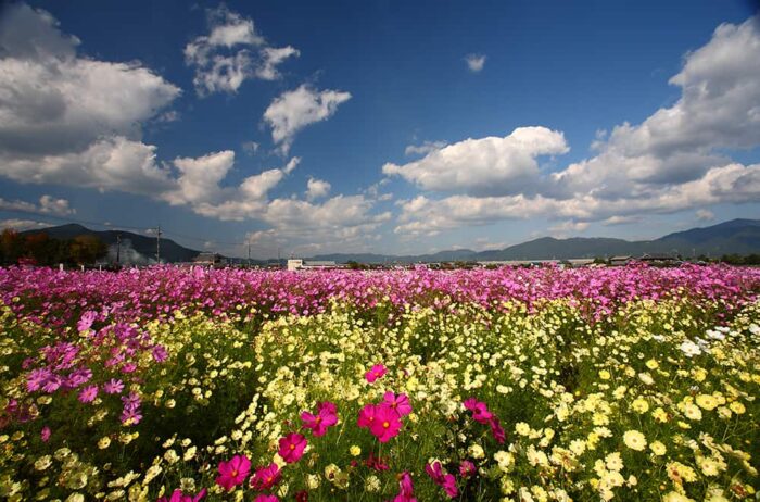 亀岡市　夢コスモス園