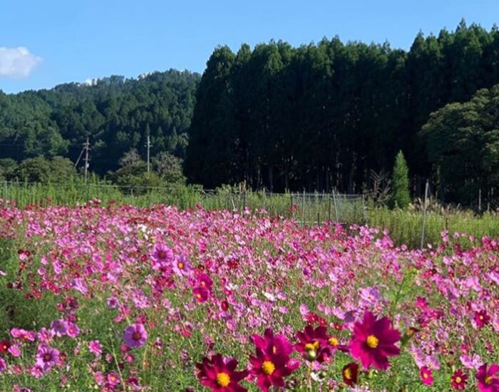 京北町　コスモス畑