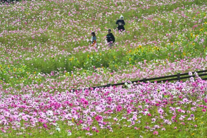 綾部ふれあい牧場　コスモス