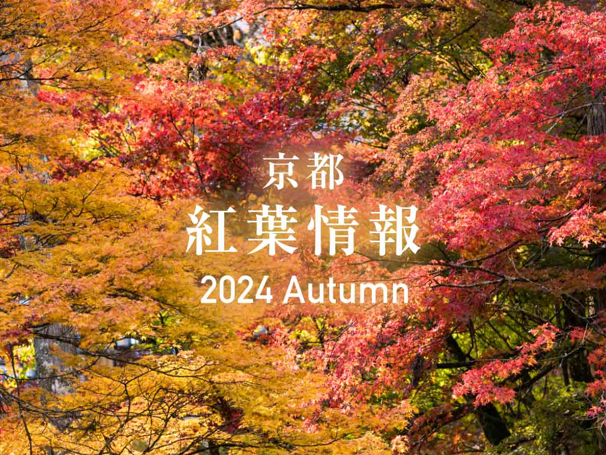 2024京都府内紅葉情報