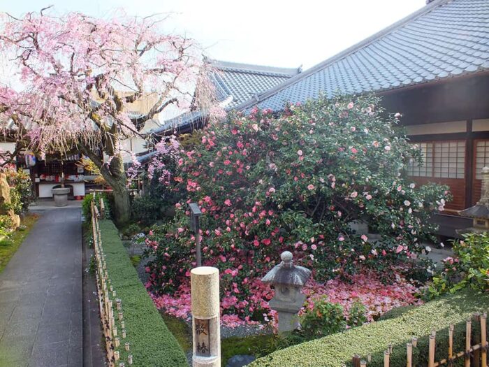 京都市・椿