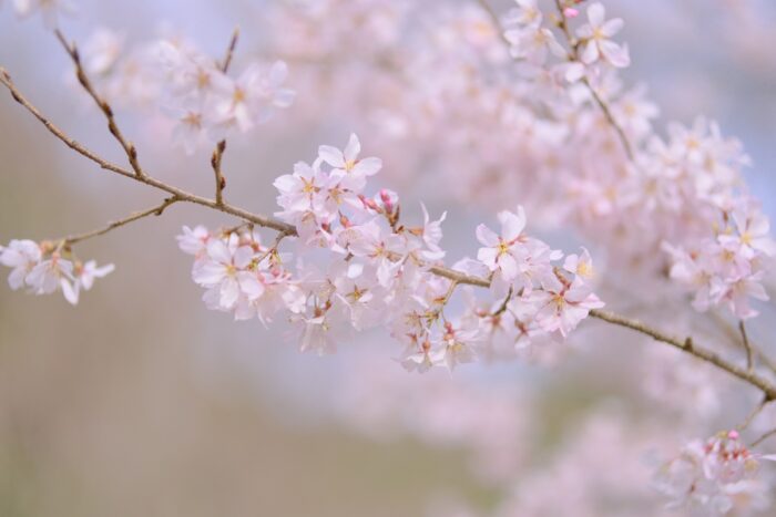 桜